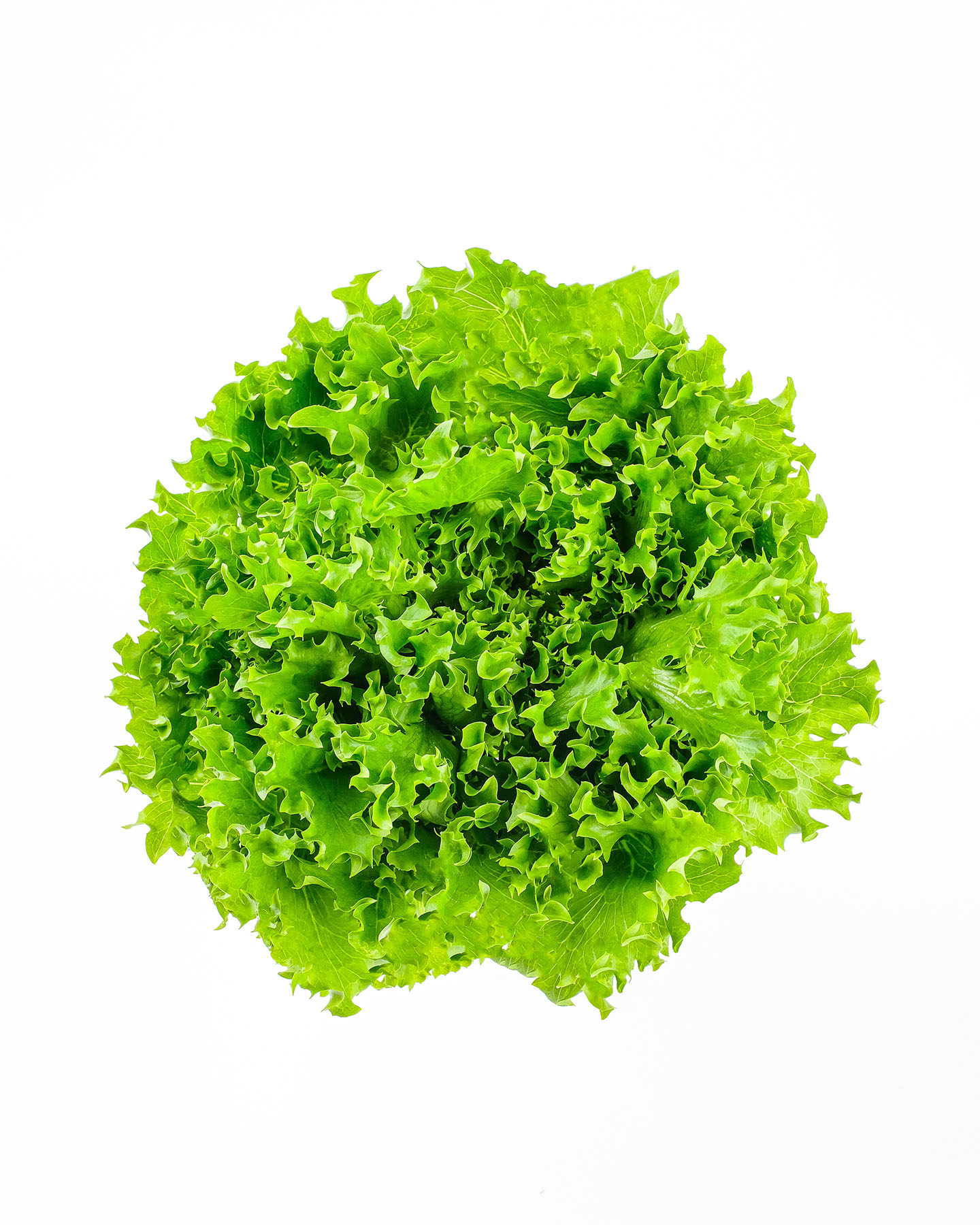 Salanova Crispy Green